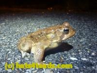 /home//u458753944/public_html/sourcegallery//Roxborough Toad Detour/2013-2019/2014/2014-04-07/P1140897.JPG